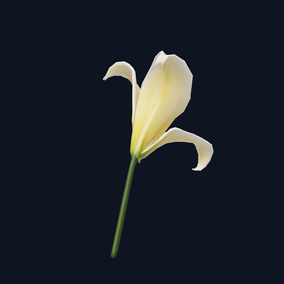 Elegant White Lily model pack